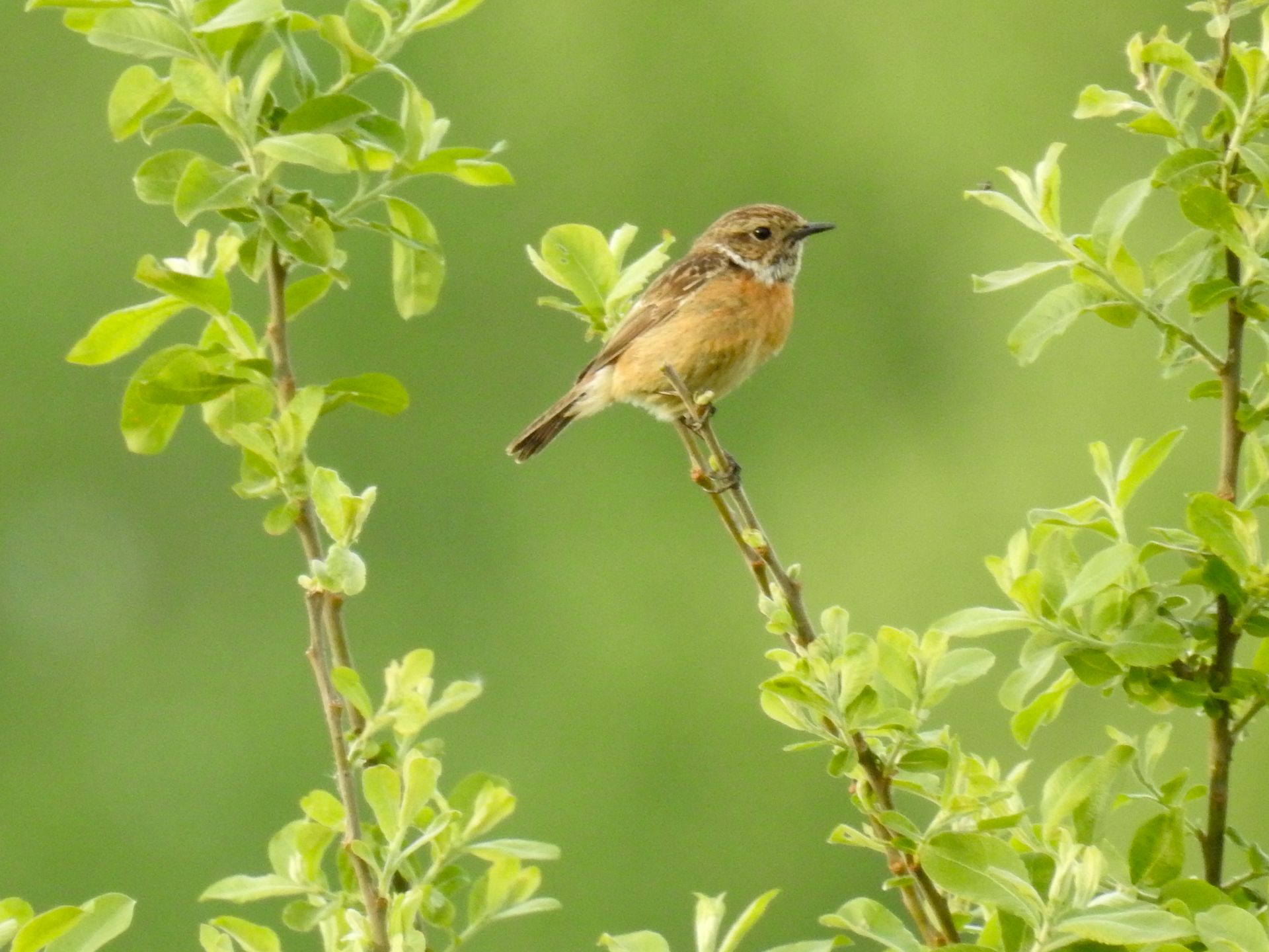 Paapje of roodborsttapuit